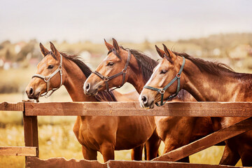 Three beautiful bay horses stand in profile next to each other in a paddock in a wooden fence against the background of the field and the sky in summer. Agriculture and livestock. Horse care.
