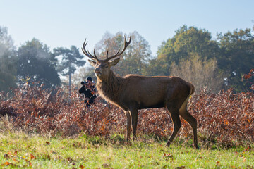 Naklejka na ściany i meble Red deer stag with wildlife photographer behind on a beautiful morning