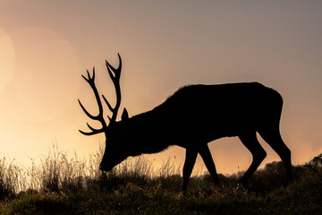 silhouette of a red deer stag grazing during beautiful sunrise on a winter morning