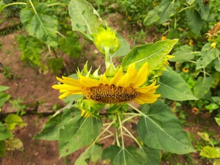 Sunflowers in the garden. Its other name Helianthus. perennial flowering plants of the daisy...