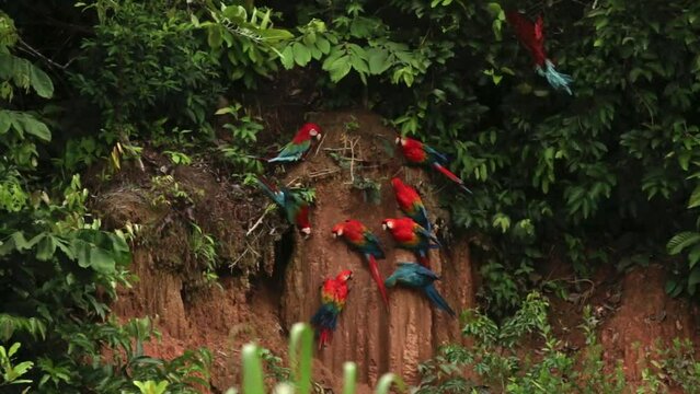 Macaw Clay lick in peruvian rainforest with flock of scarlet and blue and yellow macaws flying off