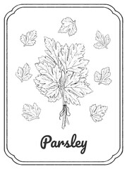 Parsley ink sketch. Isolated on white background. Hand drawn vector illustration. Doodle monochrome outline.