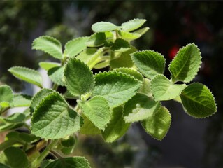 green plant of african mint asspice for cold drinks