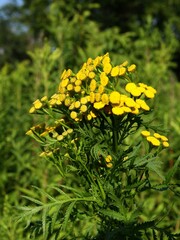 yellow flowers of wild plant tancy-Tanaceum vulgare