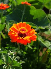 pretty orange zinnia flower close up