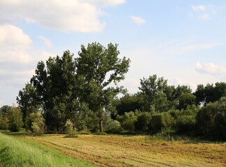 Fototapeta na wymiar rural landscape with old huge willow trees