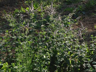 mint herb with lila flowers in the garden