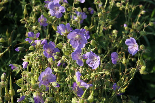 Blue Flowers Of Wild Plant Geranium Pratense Close Up