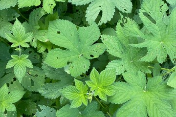 Closeup of lush green Japanese hop (Humulus japonicus) leaves background