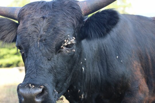 Cow with facial warts