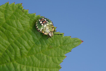 Jeune stade de la punaise verte ponctuée (Nezara viridula)