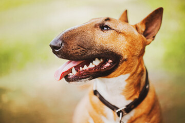 Portrait of a happy ginger bull terrier who sits on a summer day with his tongue sticking out. Cute pet. Walking with a dog.