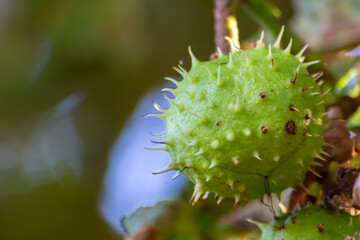 Green thorny chestnuts ripening in the warm autumn sun with nice backlight showing the shiny green...