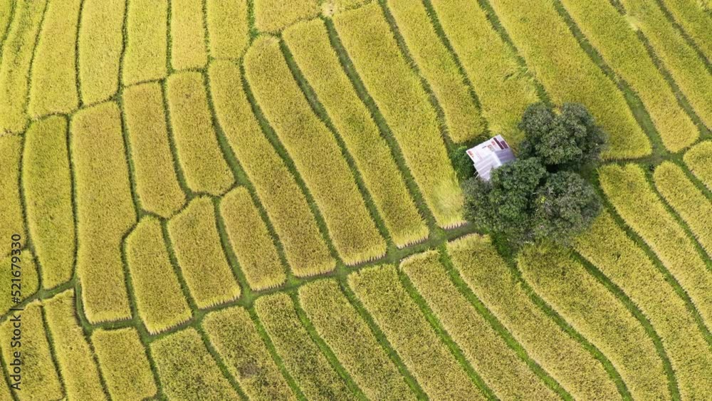 Sticker aerial view of rice terrace field at ban pa bong piang village in chiang mai thailand