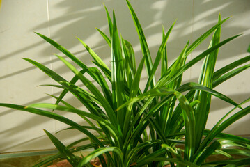 Plant in the afternoon sun