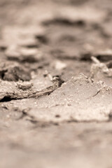 No rainfall causes dry fields during drought after very hot heat periode in summer for wasteland with cracked surface and broken farmland due to climatic change and global warming for crop loss drain