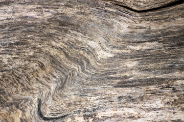 Natural figure of organic wooden grain shows tree details of hardwood surface cut for furniture...