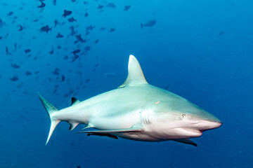 Reef Shark Maldives