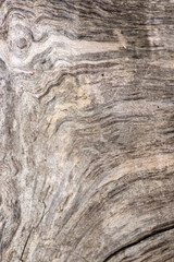 Natural figure of organic wooden grain shows tree details of hardwood surface cut for furniture production in timber and lumber industry sustainable material and renewable resource natural wood grain