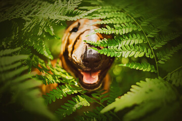 Portrait of a ginger happy bull terrier sitting among the large green leaves of a fern on a sunny...