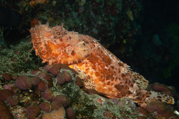 Fototapeta na wymiar Scorpionfish Croatia