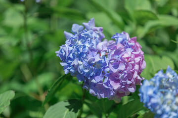 蜻蛉池公園内にあるあじさい園で満開に咲くあじさい