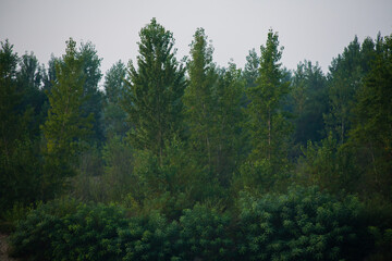 Fototapeta premium Dense forest with canopies of green trees and one colorful yellow canopie in autumn