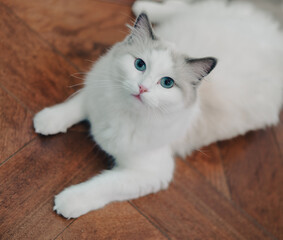 white ragdoll cat on the floor