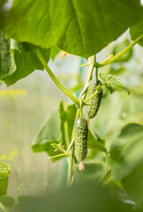 Organic cucumbers cultivation. Closeup of fresh green vegetables ripening in glasshouse