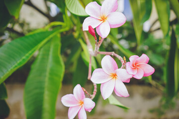 Obraz na płótnie Canvas プルメリアのピンク色の花の写真 沖縄県の離島宮古島