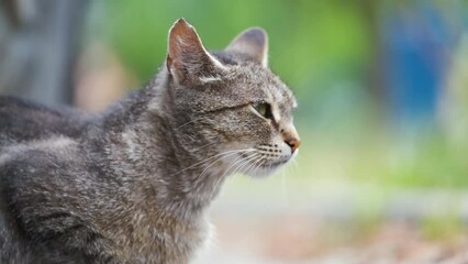 Big gray stray cat resting under parked car on steet outdoors in summer