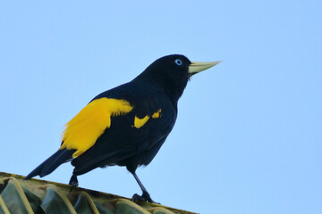Yellow-rumped Cacique (Cacicus cela), perched on a coconut palm leaf, isolated, over blue sky