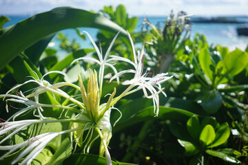 Obraz premium 沖縄県の離島宮古島に咲くテッポウユリの白い花と青い海テッポウユリ