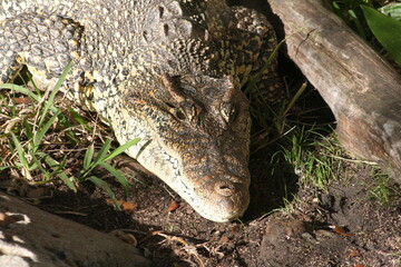 Obraz premium Cuban Crocodile (Crocodylus rhombifer) at a local zoo