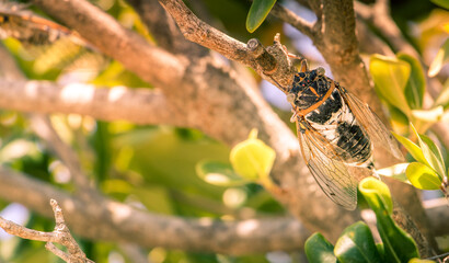 Cicada, family Cicadidae, sound-producing insect that have two pairs of membranous wings