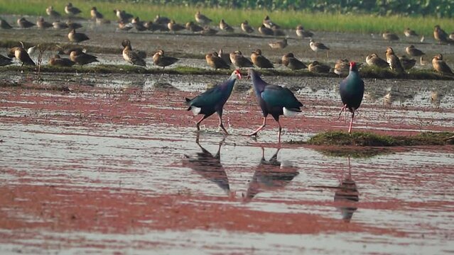 The dancing swamphen in ultra slow motion at 500fps