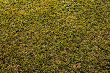 Flat area of green lawn