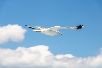 Seagull flying over the sky of Greece