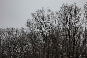 Winter landscape: bare trees covered with snow, gray sky