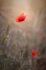 Fototapeta na wymiar Kwiaty czerwonych maków polnych. Letnie kwitnące kwiaty. Czerwony mak polny 