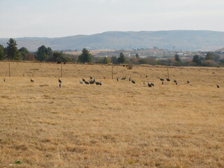Plakat A flock of guinea fowl wild birds walking in a dry golden grass field