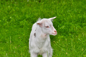 Naklejka na ściany i meble Goats graze in the meadow, Ukraine