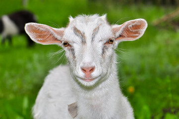 Fototapeta premium Goats graze in the meadow, Ukraine