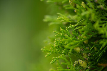 Background of greenery - Christmas trees blurred in the background of nature
