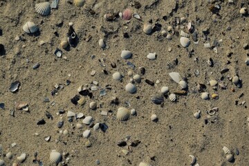 Sand mit vielen Muschel am Strand