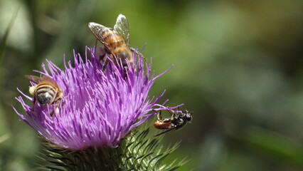 Honey bee and a fly on a Scotch thistle flower, in a field in Cotacachi, Ecuador