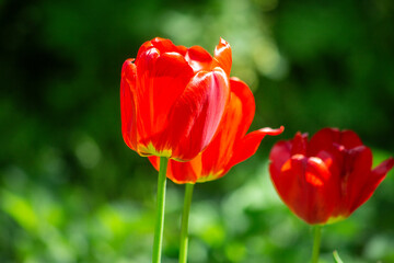 Beautiful red and green summer background of three red garden tulips.Selective focus, blurred background