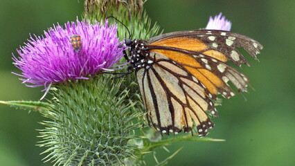 Monarch butterfly on a Scotch thistle flower, in a field in Cotacachi, Ecuador
