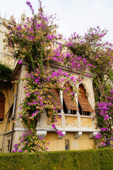 gorgeous ancient long mediterranean windows with wooden shutters and a creeper plant with pink beautiful flowers on Isola del Garda or Isola di Garda or Isola Borghese on lake Garda, Italy, Lombardy