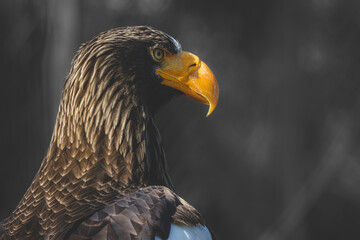 portrait of a Steller's sea eagle